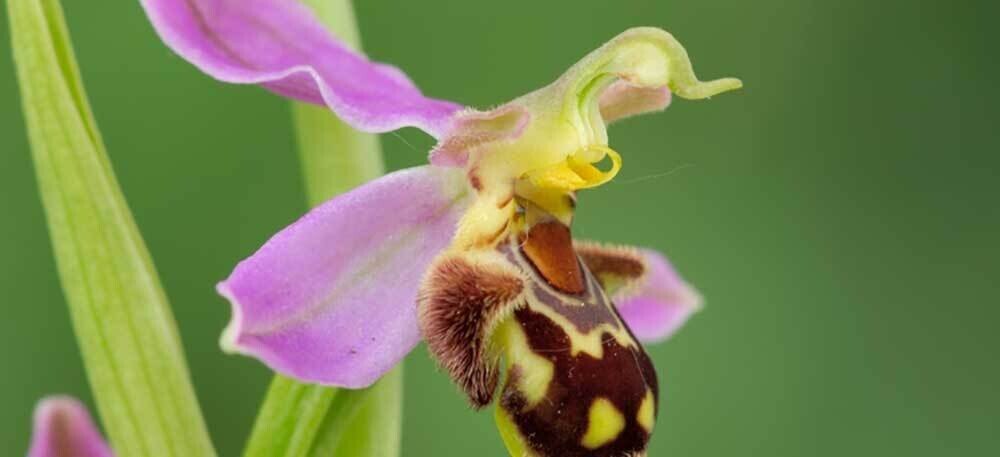 vilda 5567 bijenorchis rollin verlinde 1900 px 52958