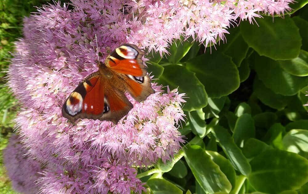 vlinderwandeling