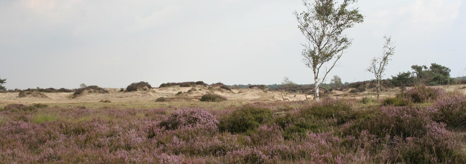droge heide met landduinen karel molenberghs 1