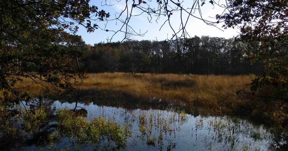 17e Elfenwandeling Dombergheide