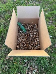 © RAWEPO kunstcollectief ravels bloembollen1