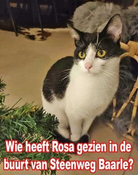 poes Rosa Poppel