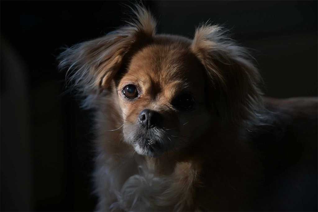Lady