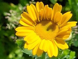 zonnebloem