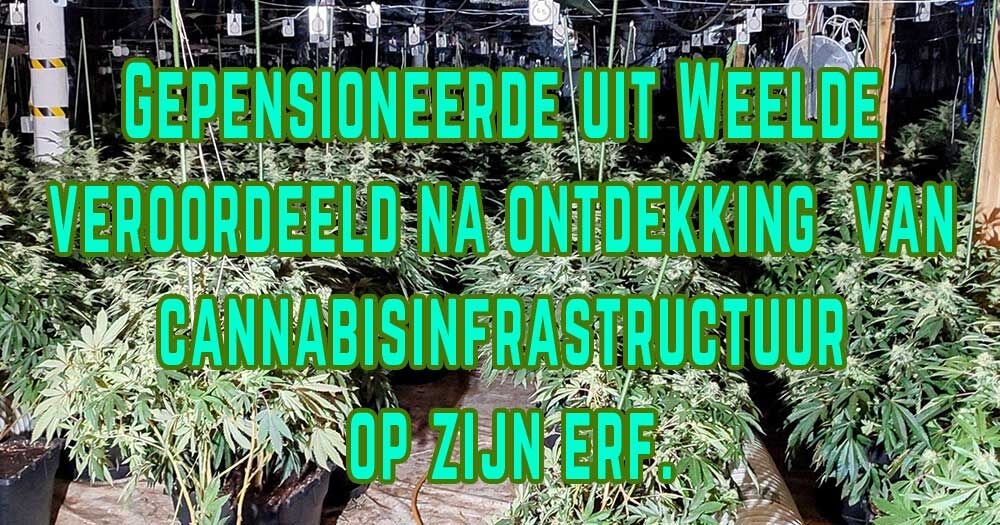 cannabisplantage weelde