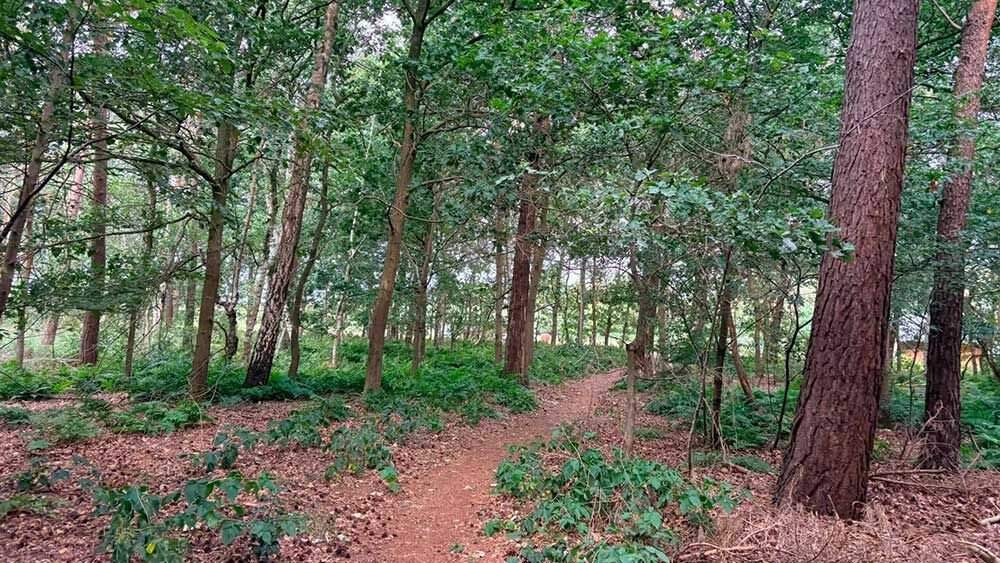 bosgebiedje Poppelse Heide