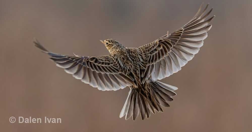 vogels spotten