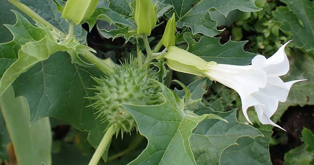doornappel