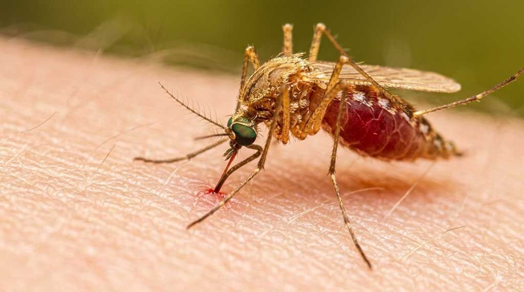 westnijlvirus