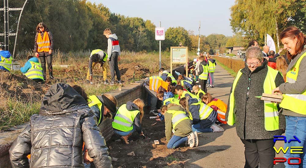 20181105 Planten Krokuslint Bels Lijntje 0066