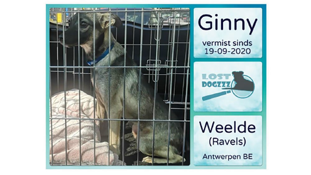 flyer Ginny Weelde