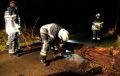 Een boom_op_Hulsel_in_Poppel_werd_klein_gemaakt_door_de_brandweerlieden